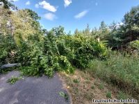 Wald_baum_hp